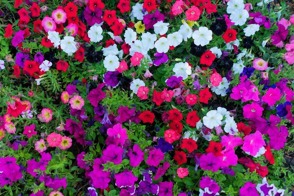 Prolongez la Saison Estivale de Votre Jardin avec une Serre : Guide d'Installation et Astuces Expert